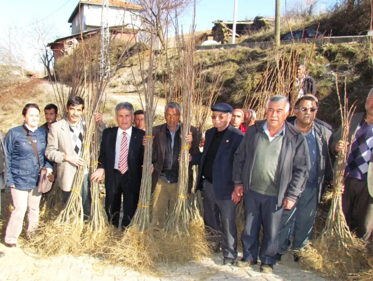 Kemer Yaylası'na 5 Bin Kestane Fidanı Dikildi