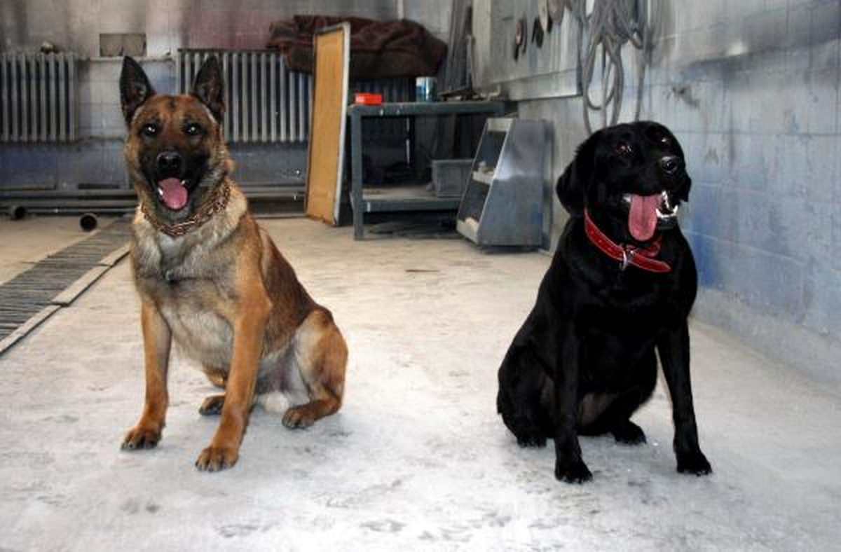 Bombayı Bu Köpekler Buldu