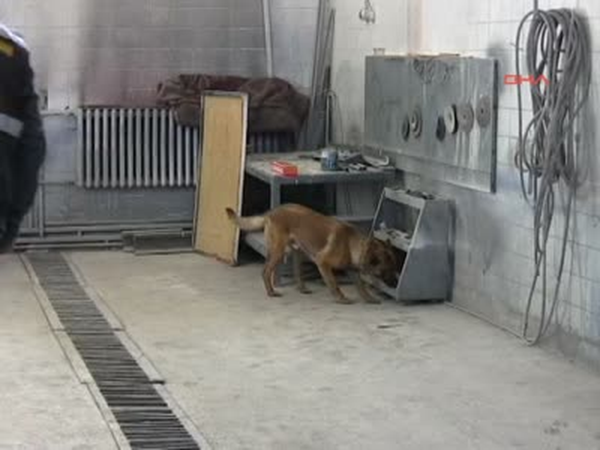 Bombayı Bu Köpekler Buldu