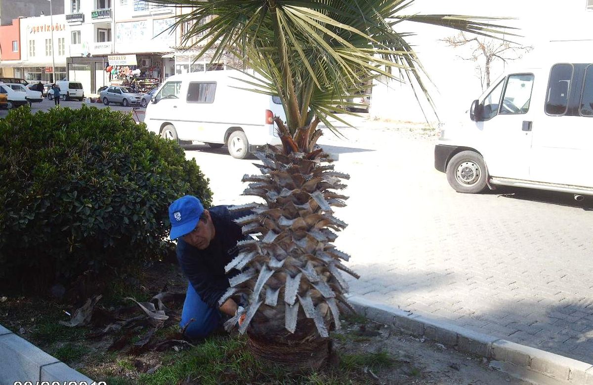 Ortaca\'da Palmiyelere Sezon Makyajı