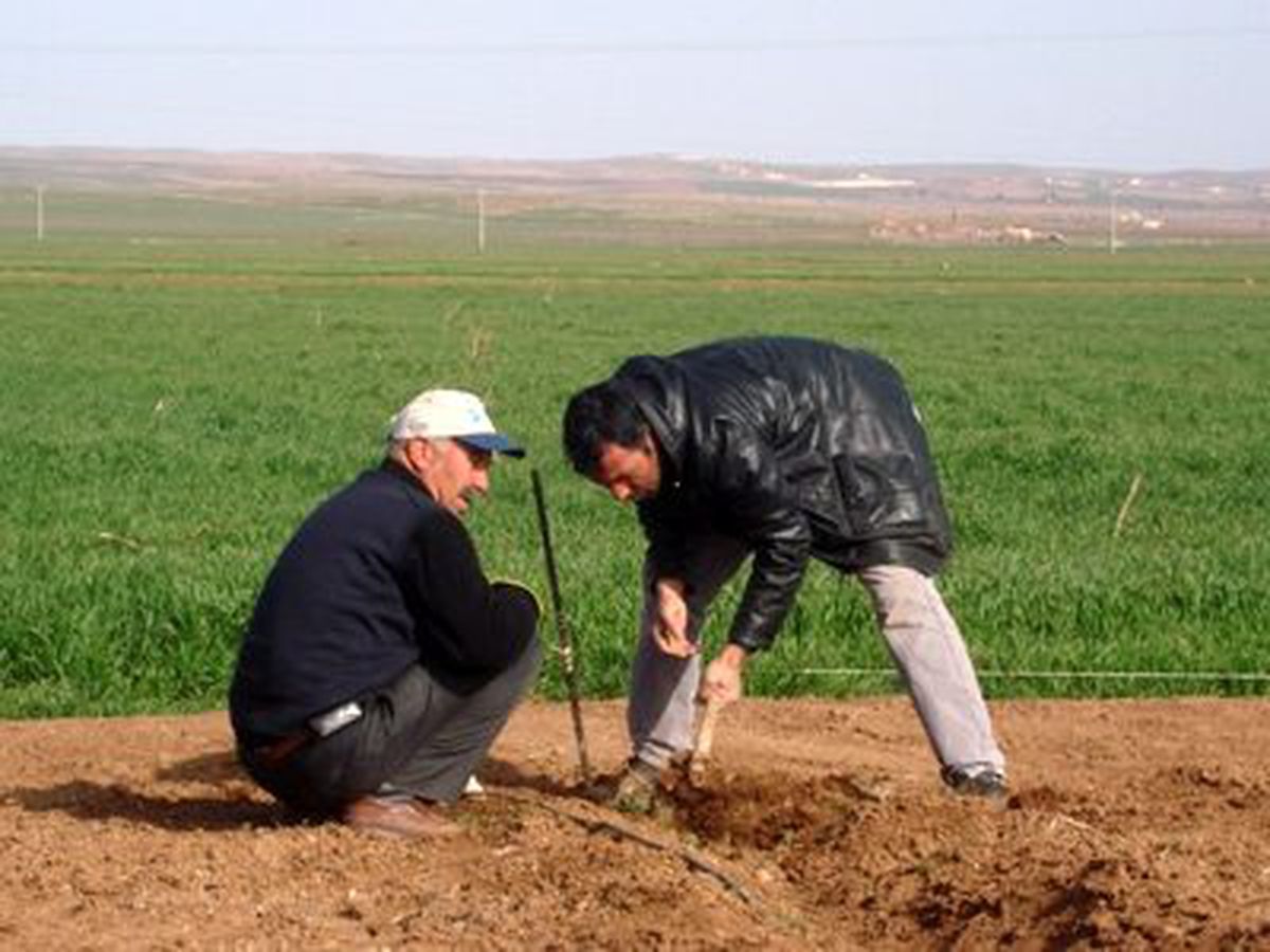 Suruç'ta Nar Bahçeleri Canlanıyor
