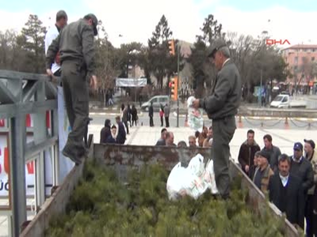 1100 Çam Fidanı 10 Dakikada Bitti