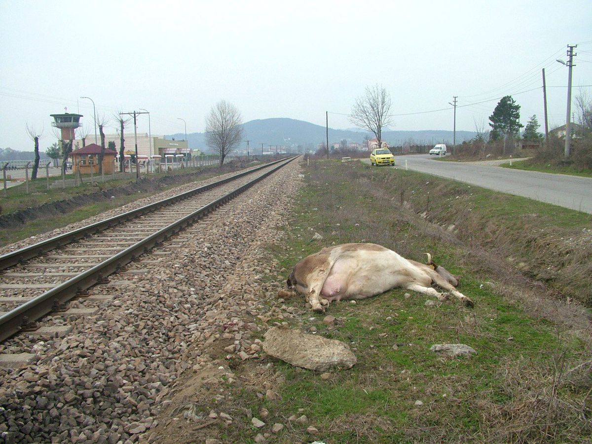 Havaalanı Çevresinde Dolaşan İneğe Tren Çarptı