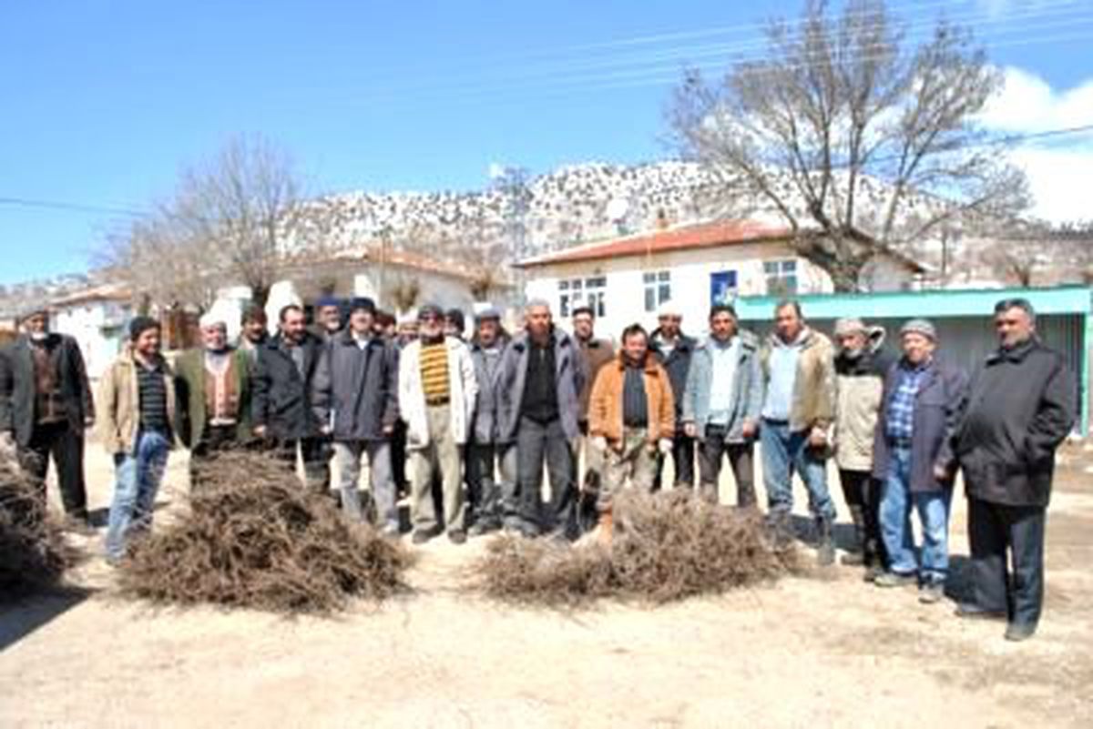 Karaman\'da Çiftçilere 61 Bin Aşılı Bağ Çubuğu Dağıtıldı