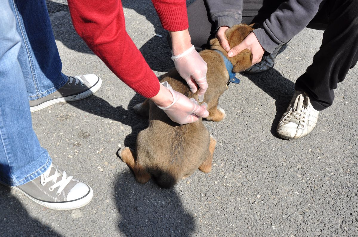 Kedi ve Köpeklere Ücretsiz Kuduz Aşısı