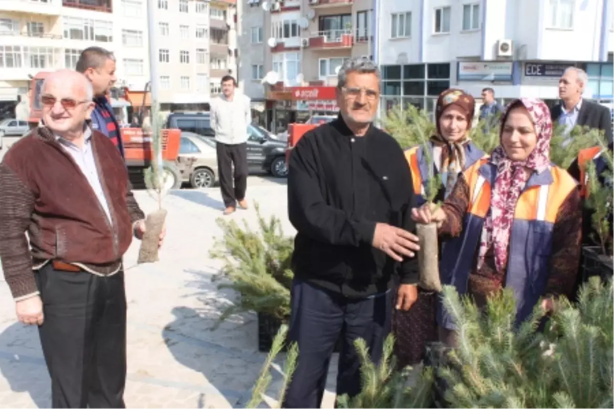 Keşan Belediyesi Fıstık Çamı Dağıttı