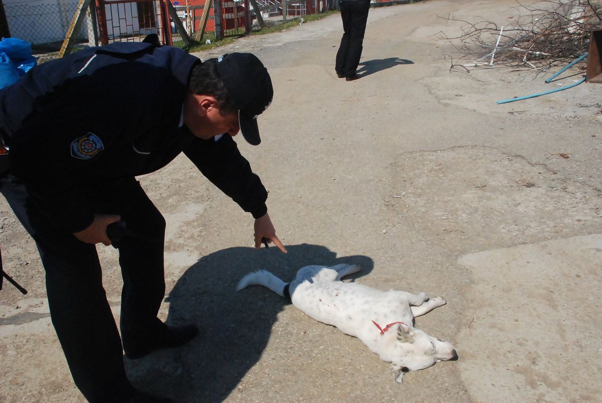 Köpeği Pompalı Tüfekle Öldürdü
