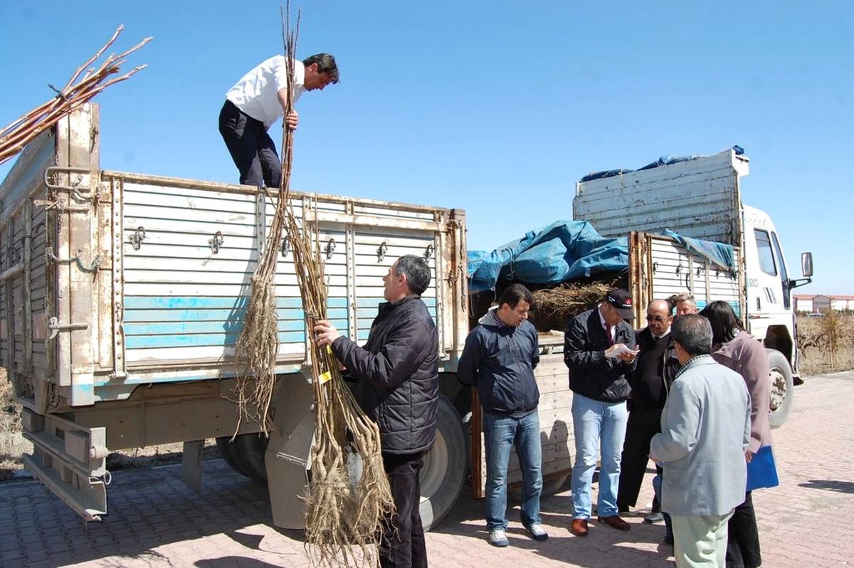 Nevşehir\'de Çiftçilere Ceviz Fidanı Dağıtıldı
