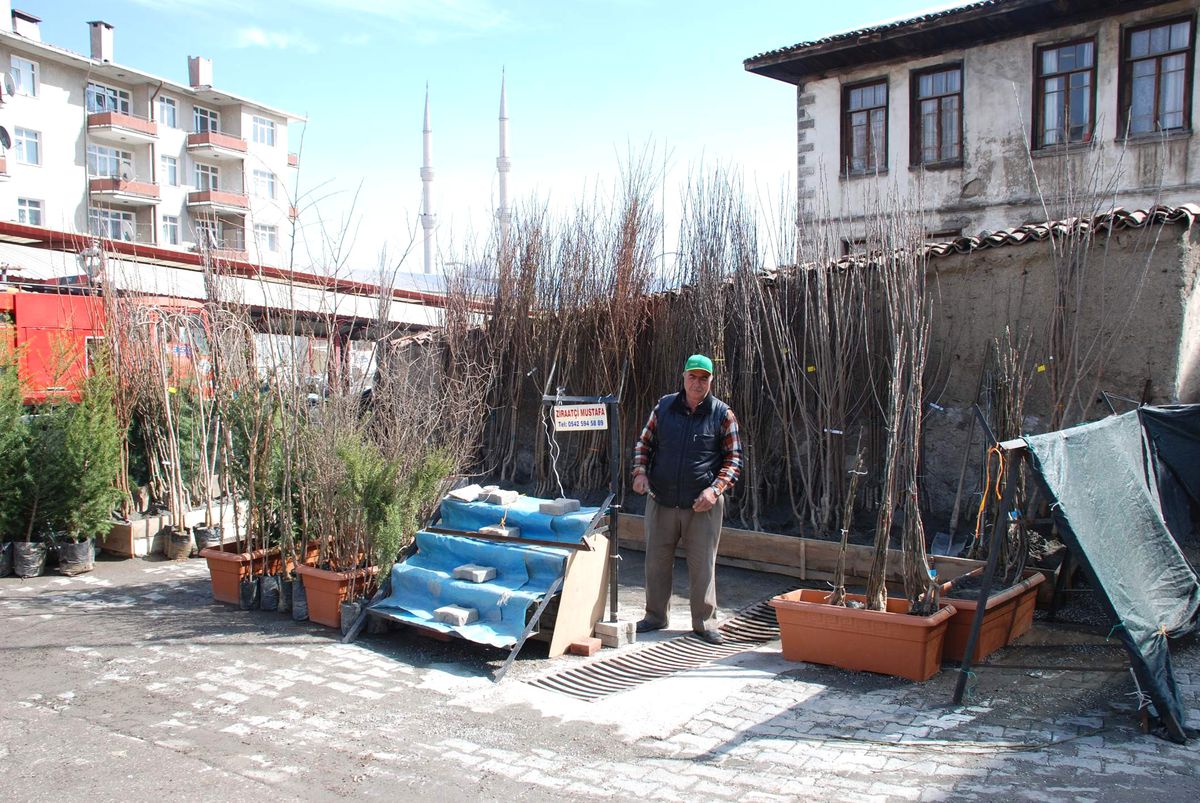 Tosya\'da Bağ Mevsimi Başladı