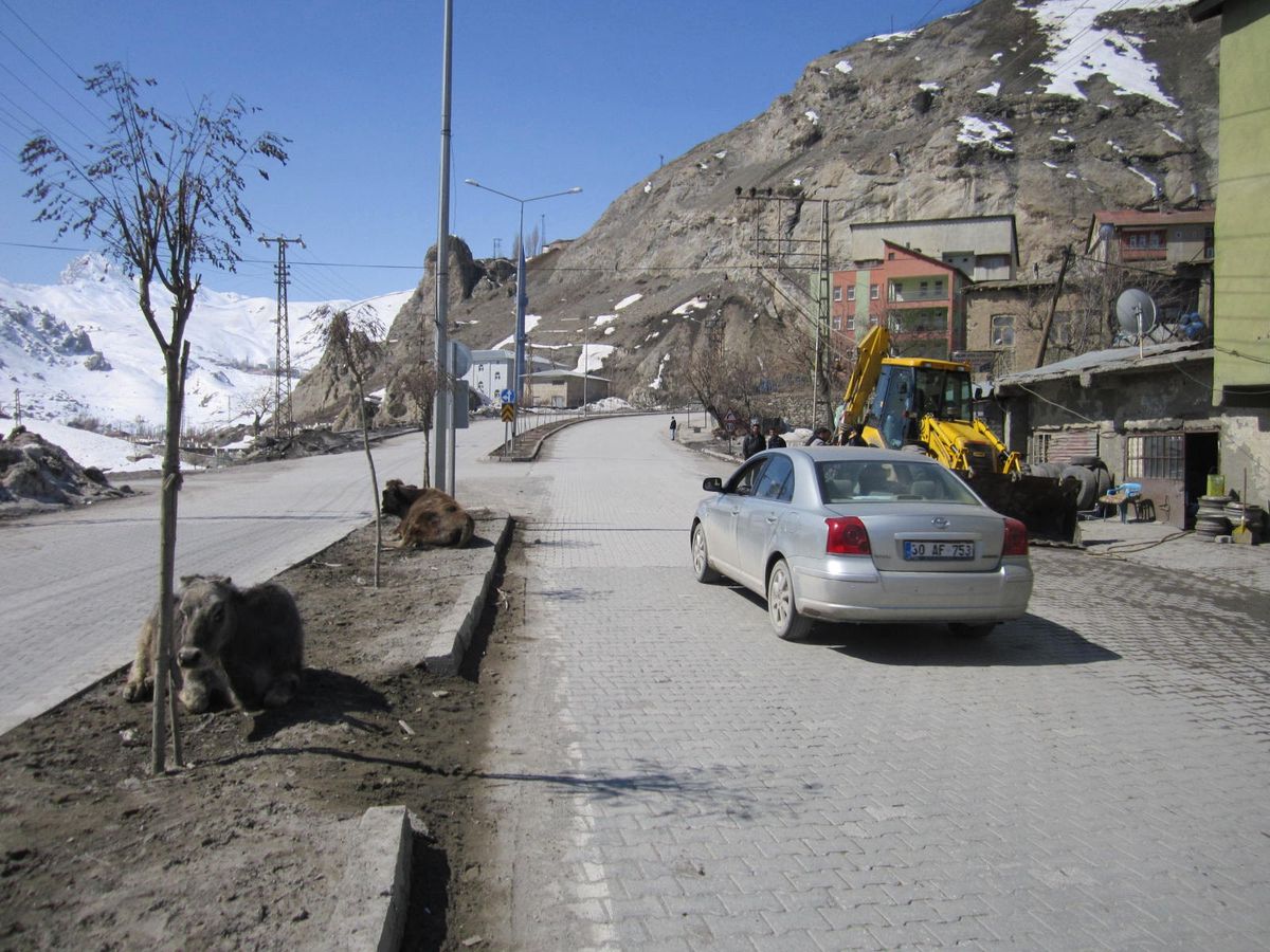 Zabıta Başıboş Hayvanlar İçin Önlem Aldı