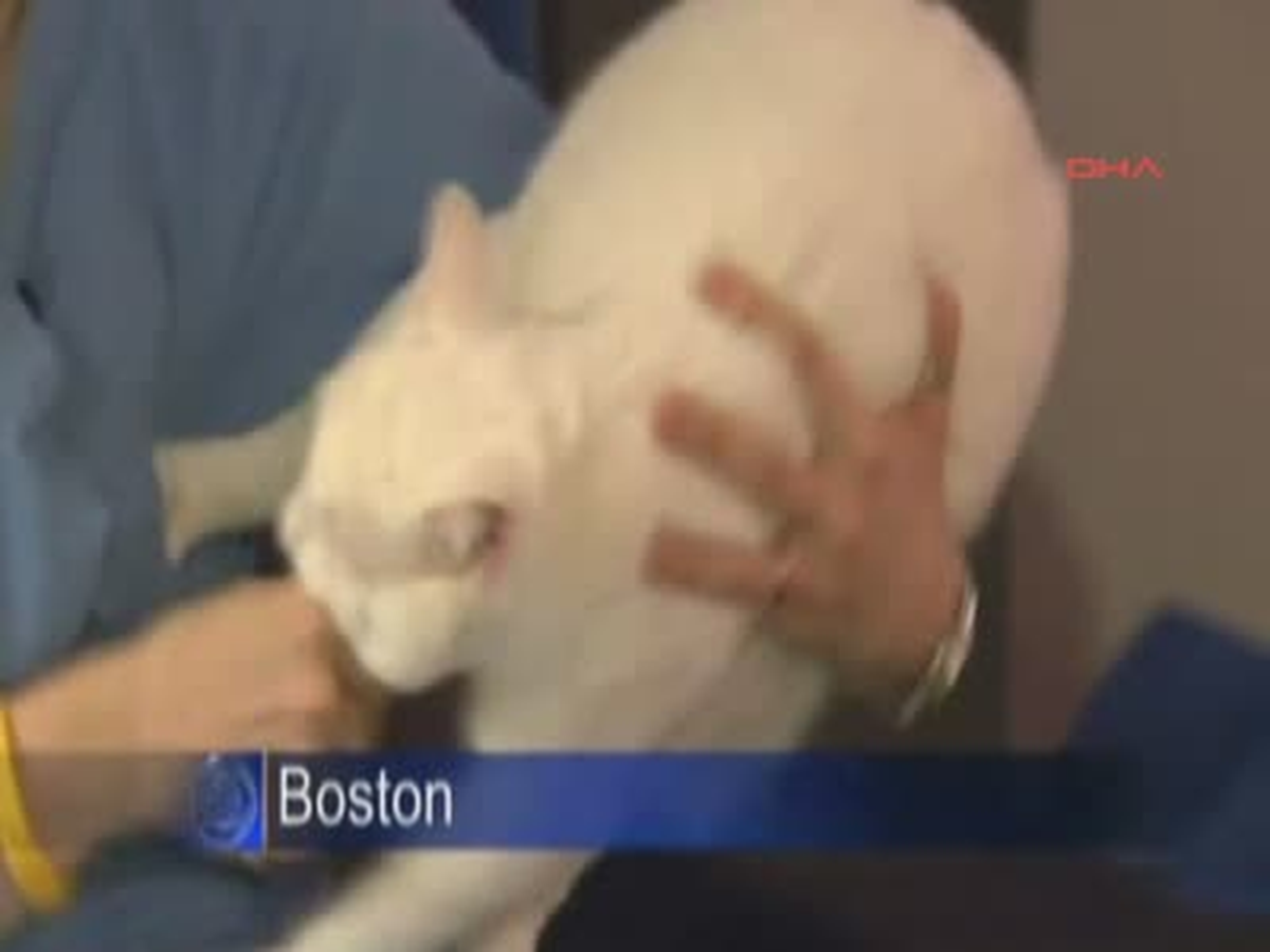 Kedi 19. Kattan Düştü, Sadece Küçük Bir Çizikle Kurtuldu
