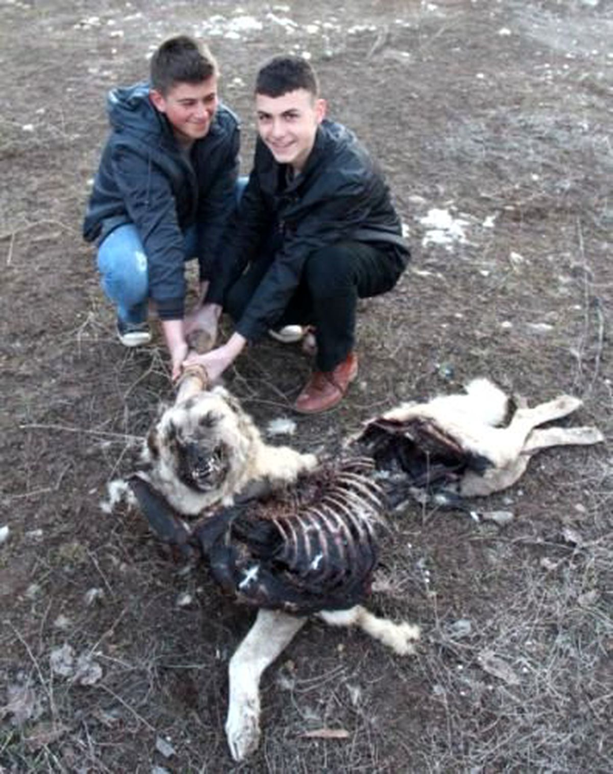 Kurtlar Sokak Köpeğini Parçaladı