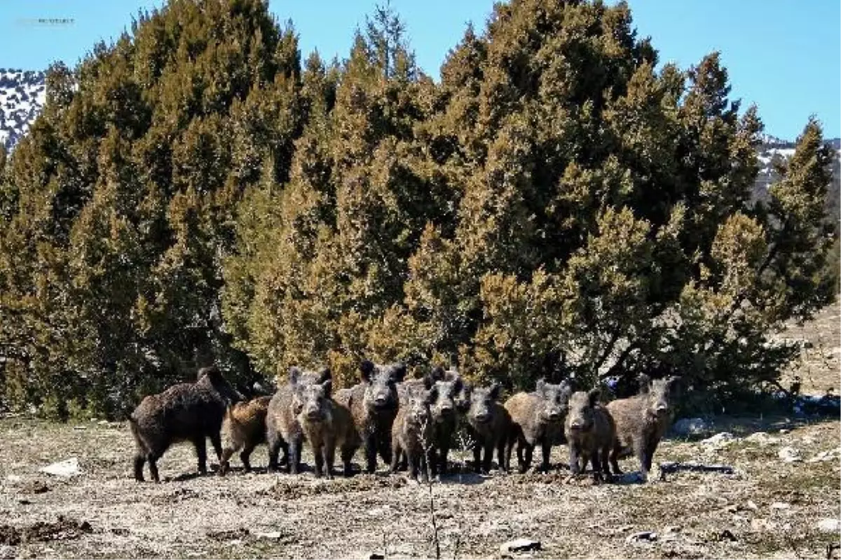 Yaban Domuzu Sürüsünü Görüntüledi