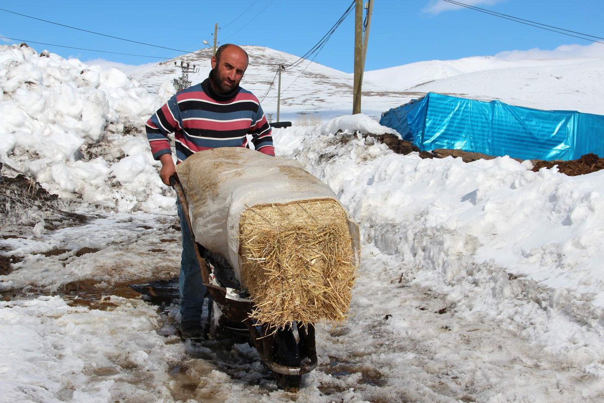 Ardahan\'da Kar Çilesi Devam Ediyor