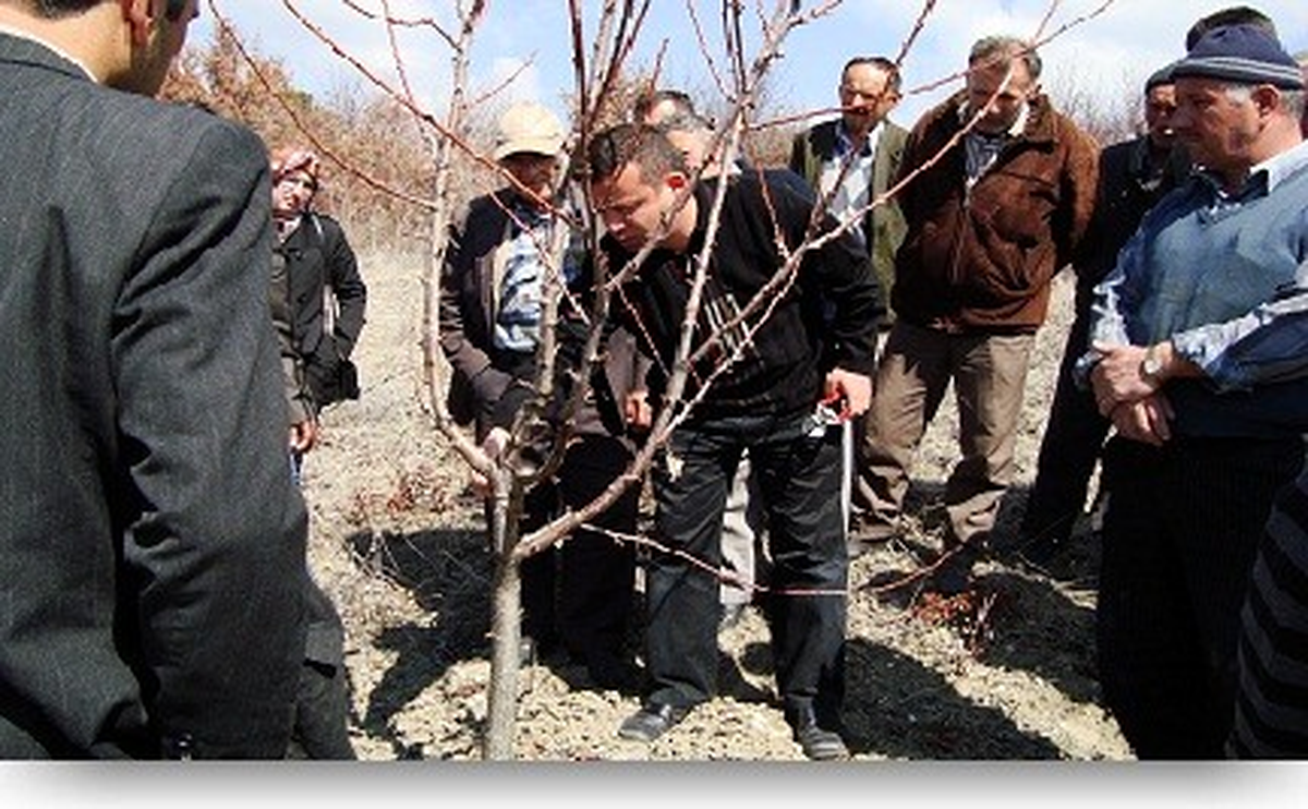 Domaniç\'te Çiftçilere Budama Eğitimi