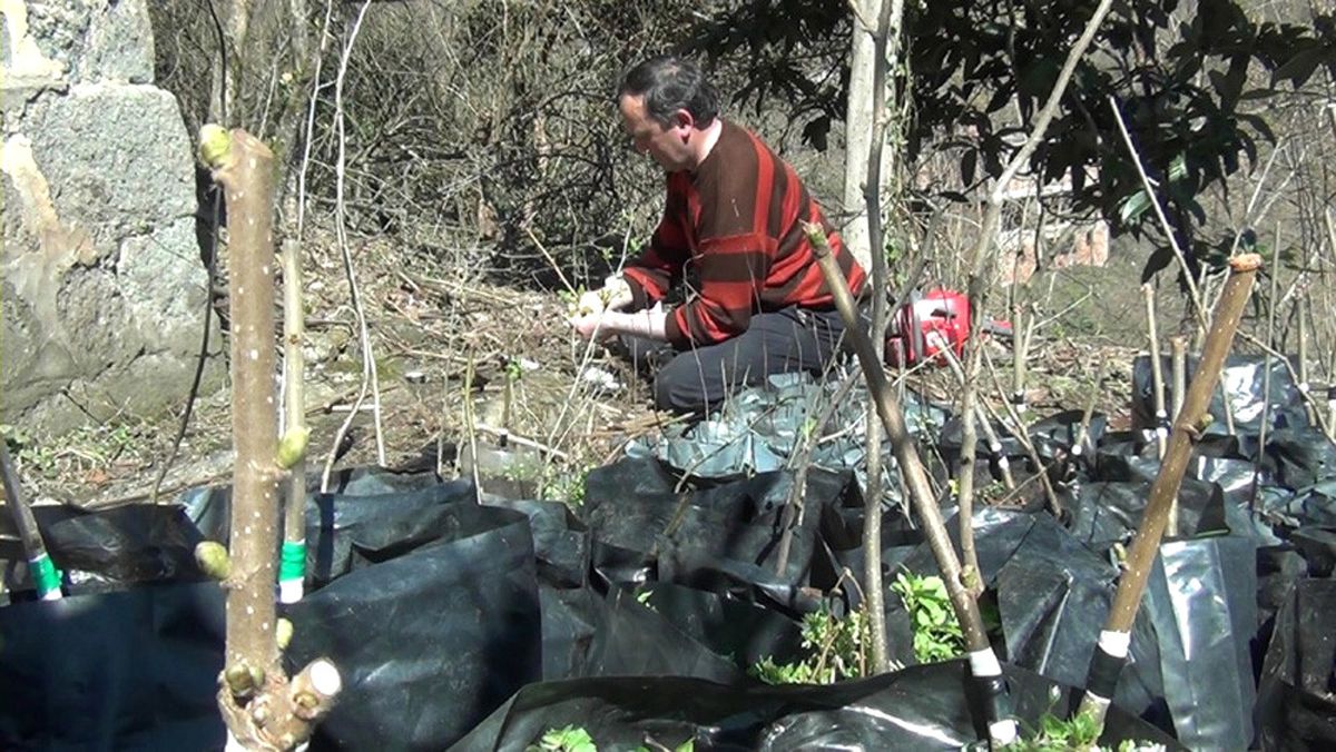 Fındıkta Aşılama Yöntemi