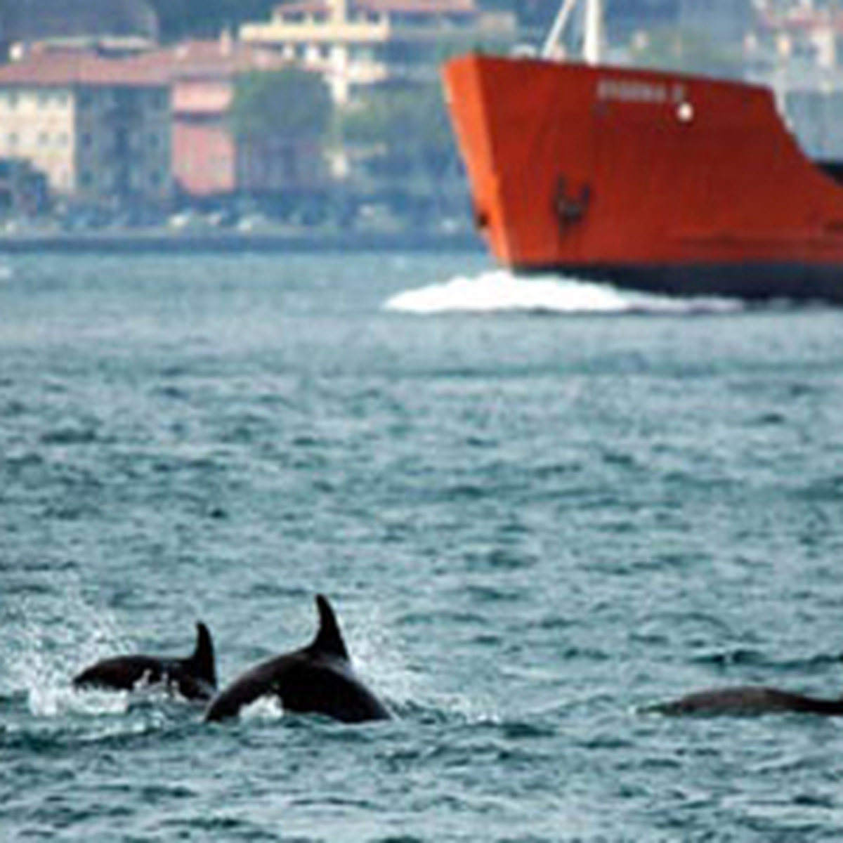 İstanbul Boğazı'nda Yunusların Dansı