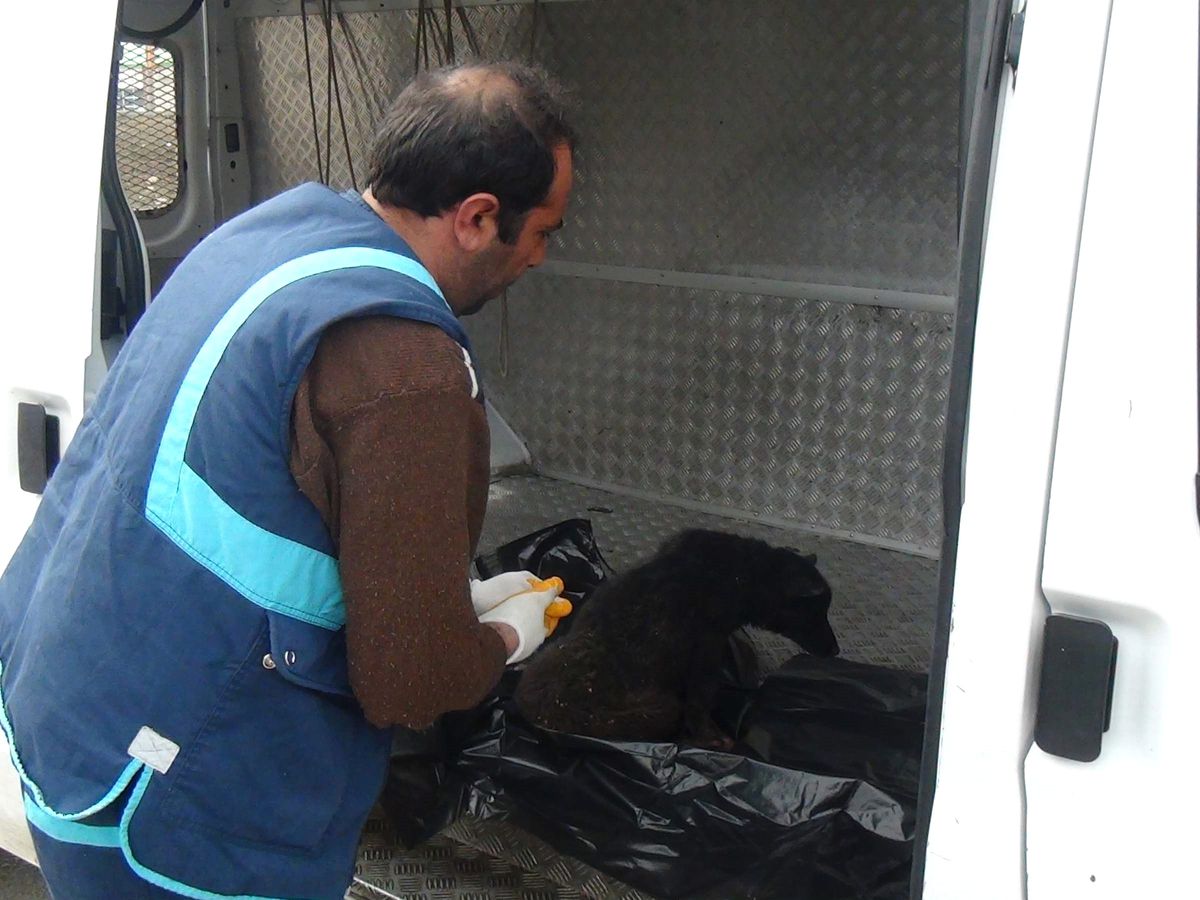 Kamyonetin Altında Kalan Köpeğe Belediye\'den Şefkat Eli