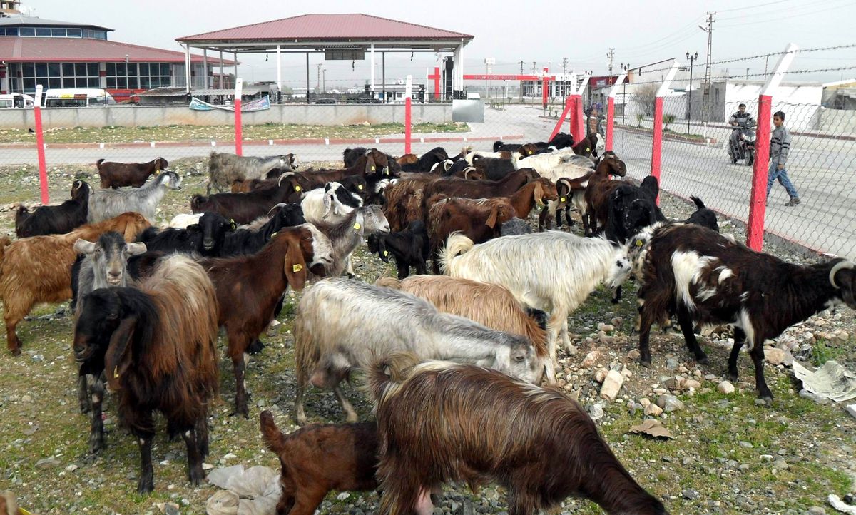 Kırıkhan\'da Kaçakçılık Operasyonu