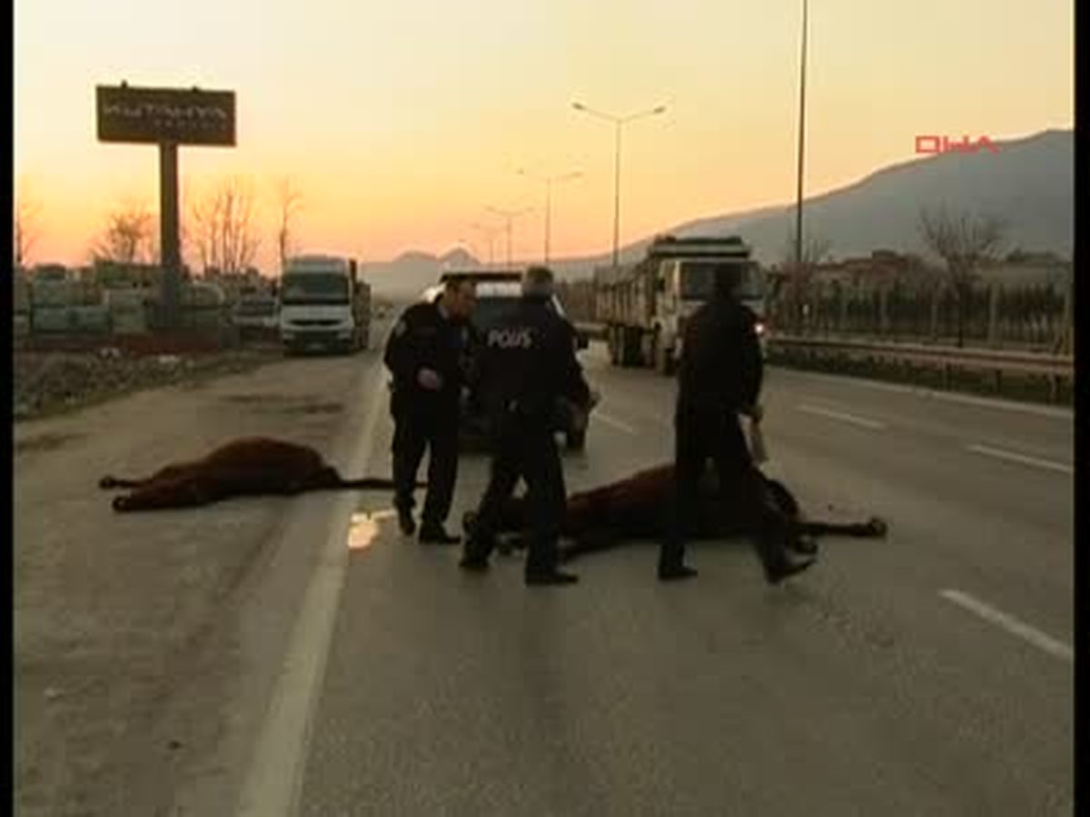 "Amirim 2 At Telef Olmuş"
