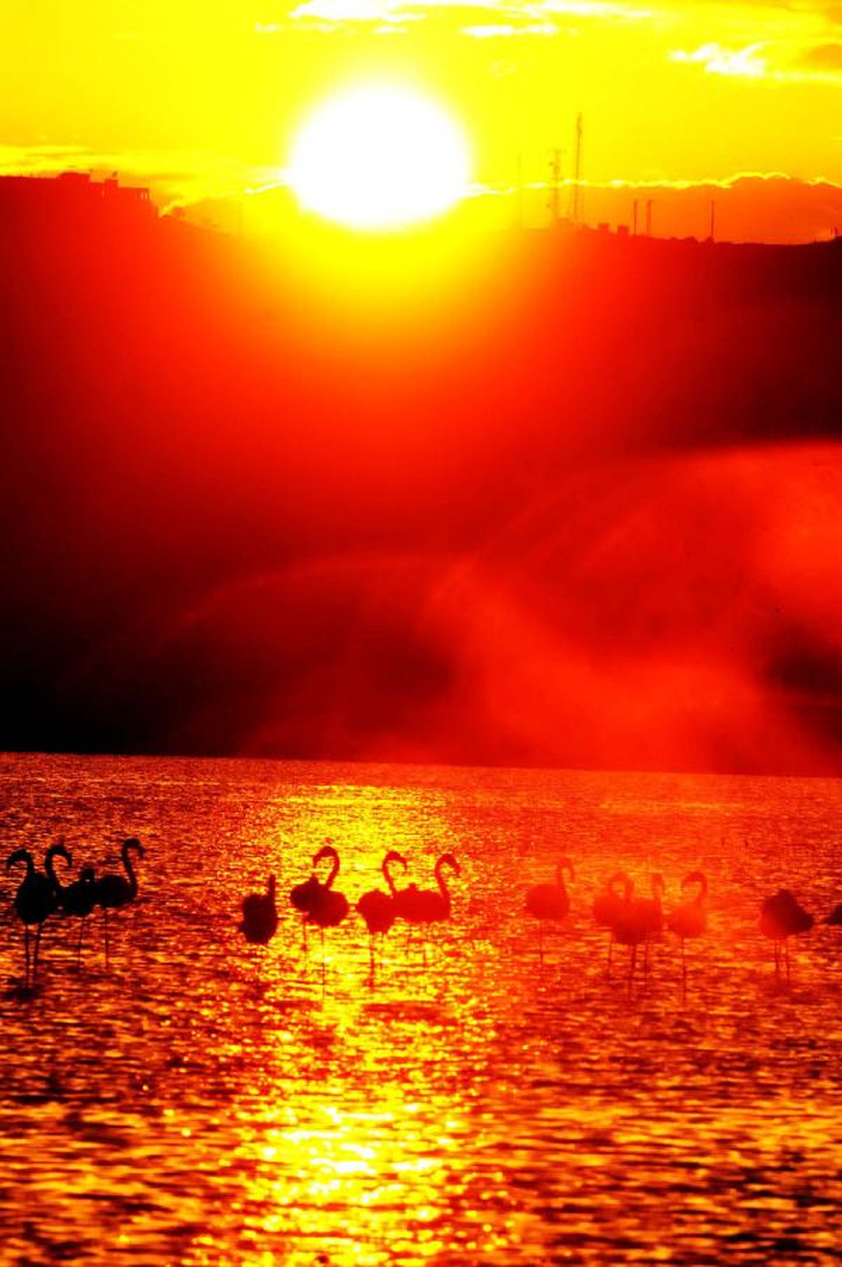 Flamingolar Ayrılamadı