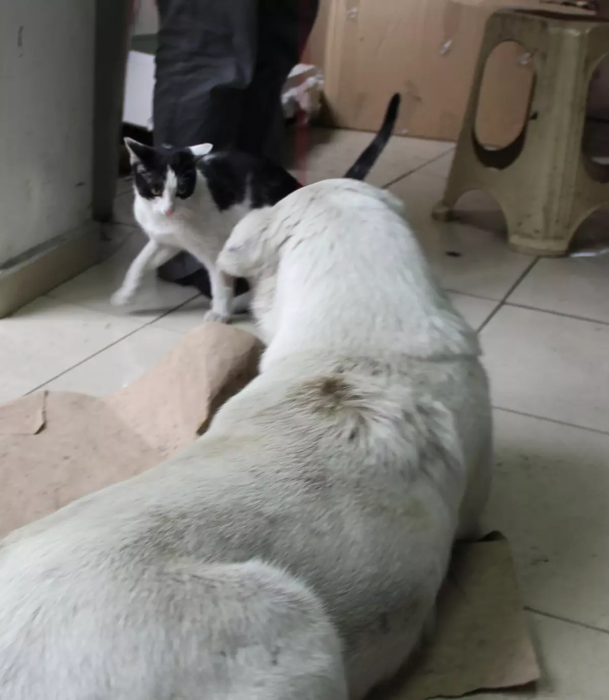 'Kedi Köpek Gibi' Değiller