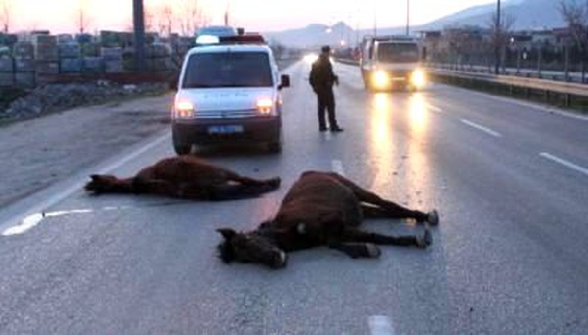 Polisin Ölü At Nöbeti