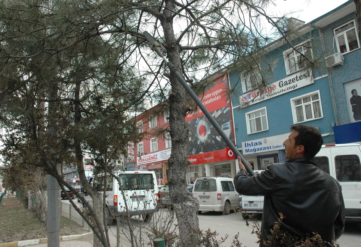 Çankırı\'da Ağaçlar Budanıyor