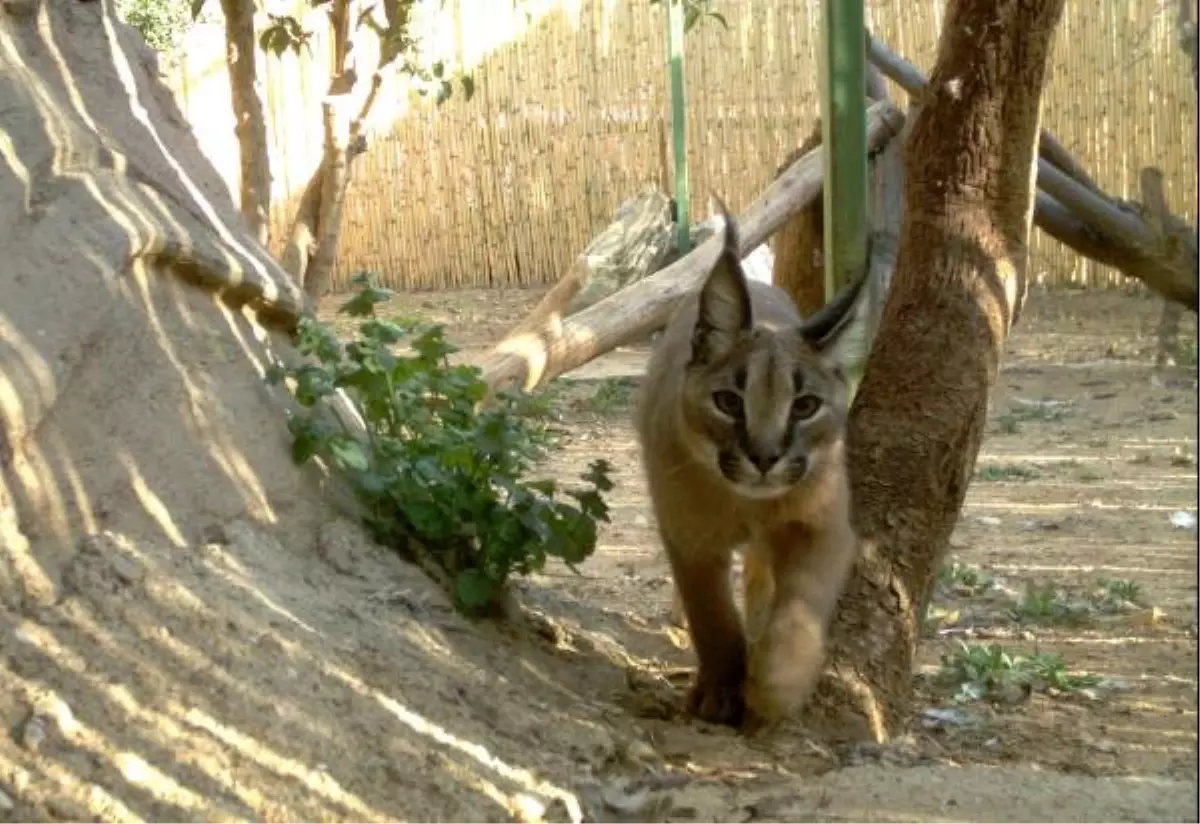 Fotokapanlı Karakulak İzlemesi