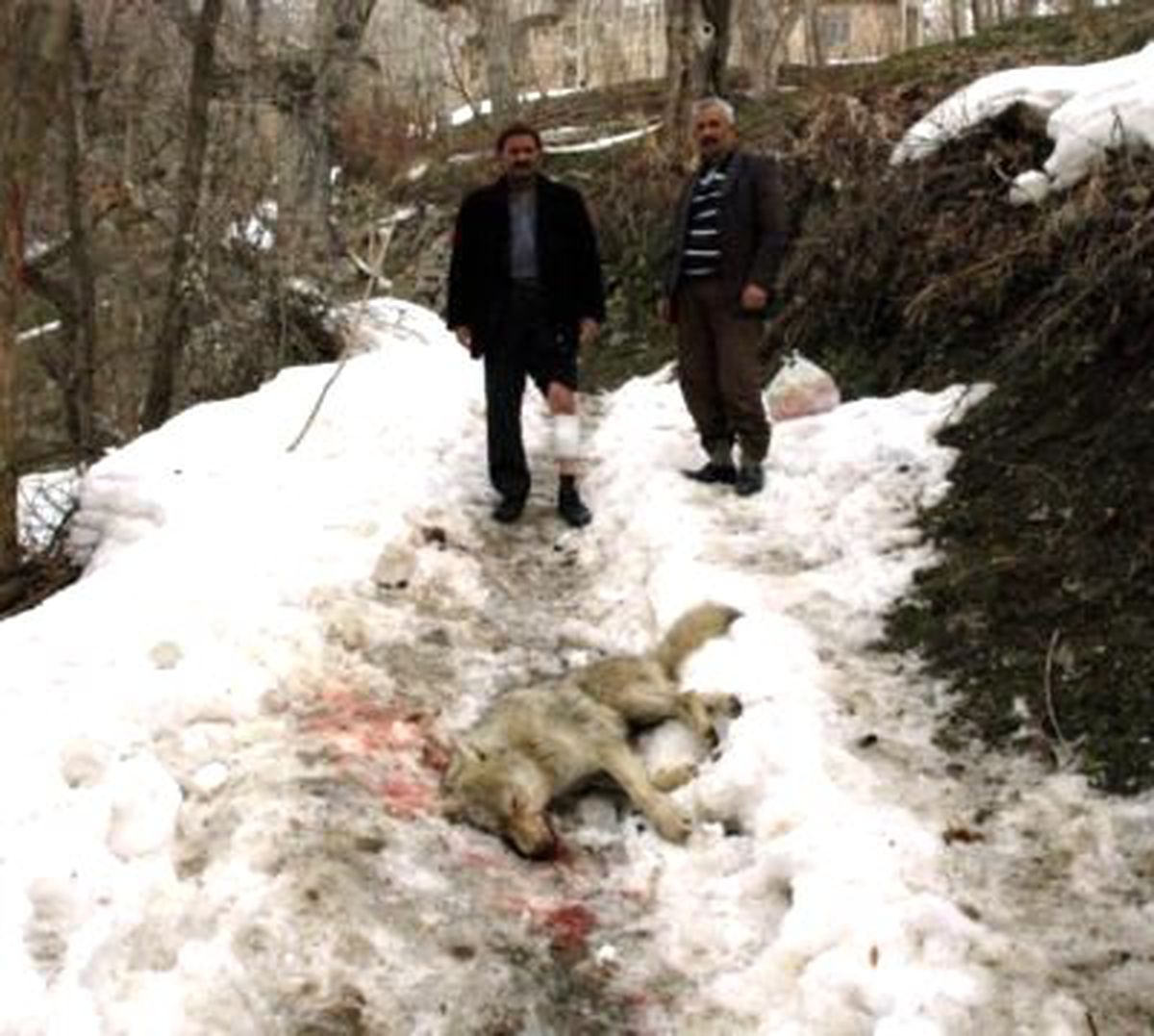 Kendisine Saldıran Kurdu Başına Taşla Vurarak Öldürdü