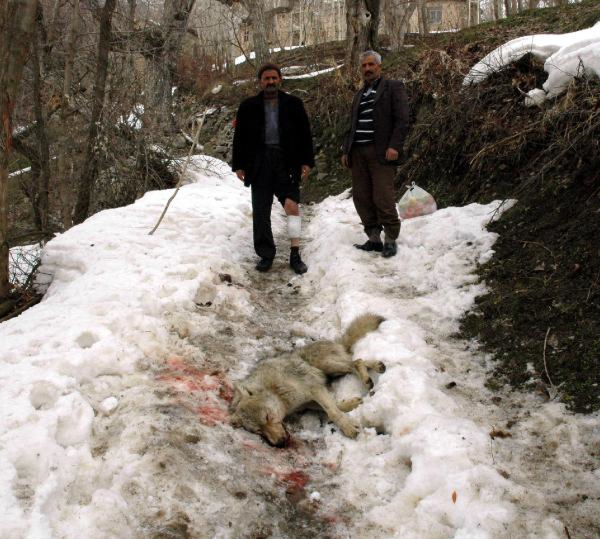 Saldıran Kurdu, Başına Taşla Vurarak Öldürdü
