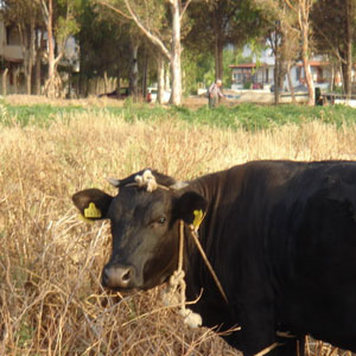 Tarlaya İnek Girdi Kavgası: 2 Yaralı