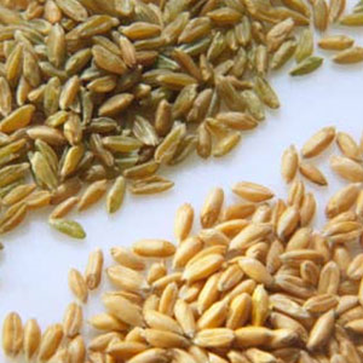 Türkiye Hindistan\'dan Buğday İthal Edecek