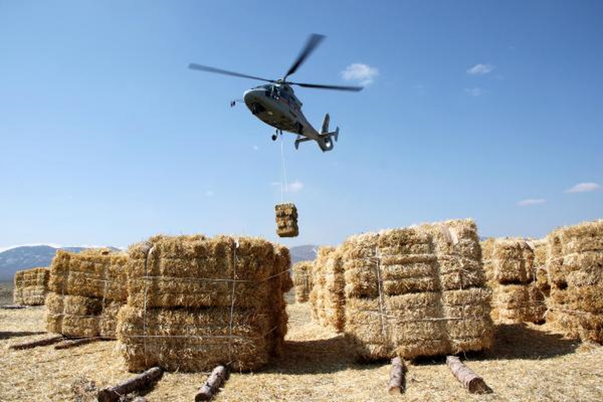 Yiyecek Sıkıntısı Çeken Hayvanlara Helikopterle Yem Atıldı