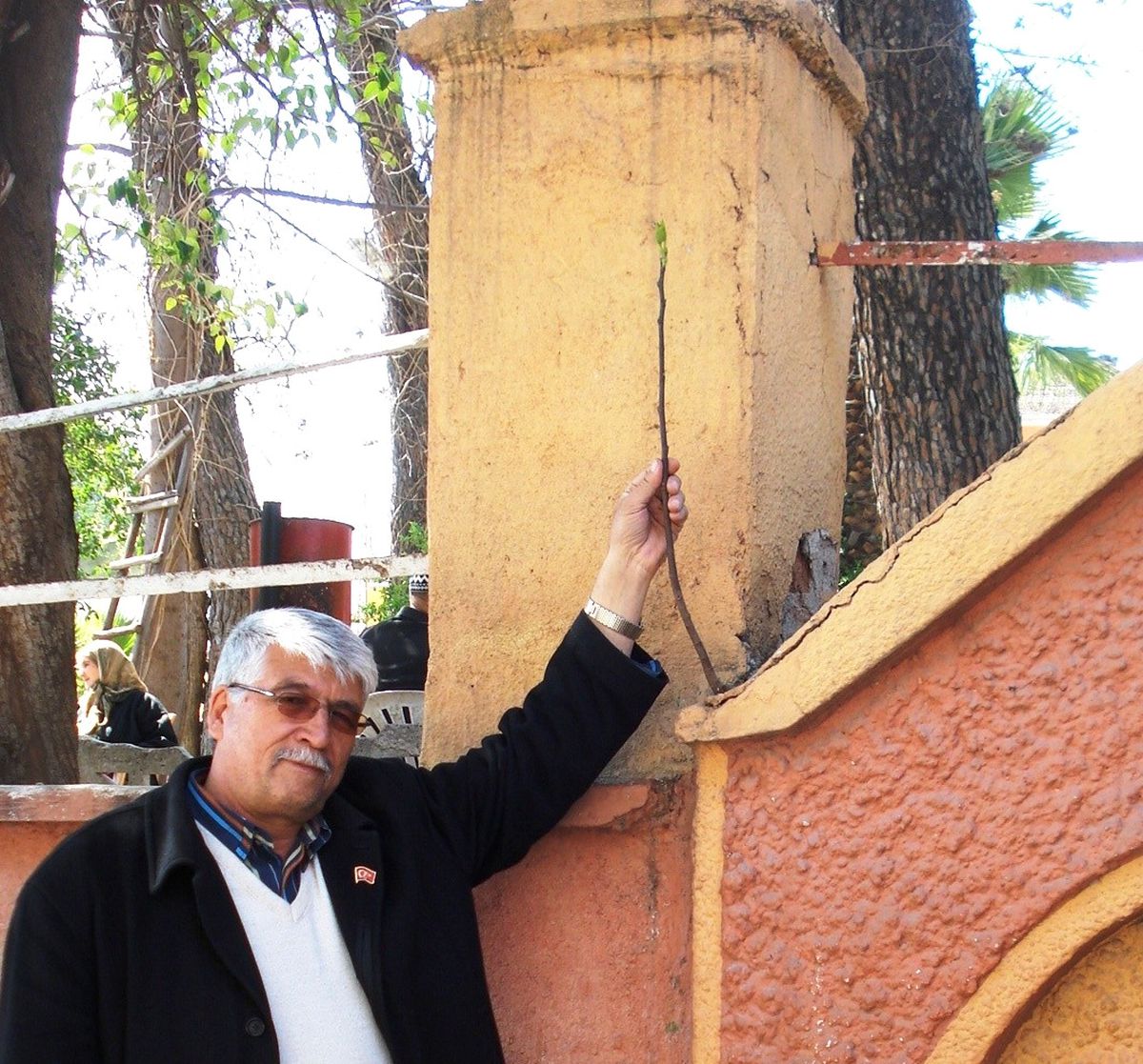 Betondan İncir Ağacı Çıktı