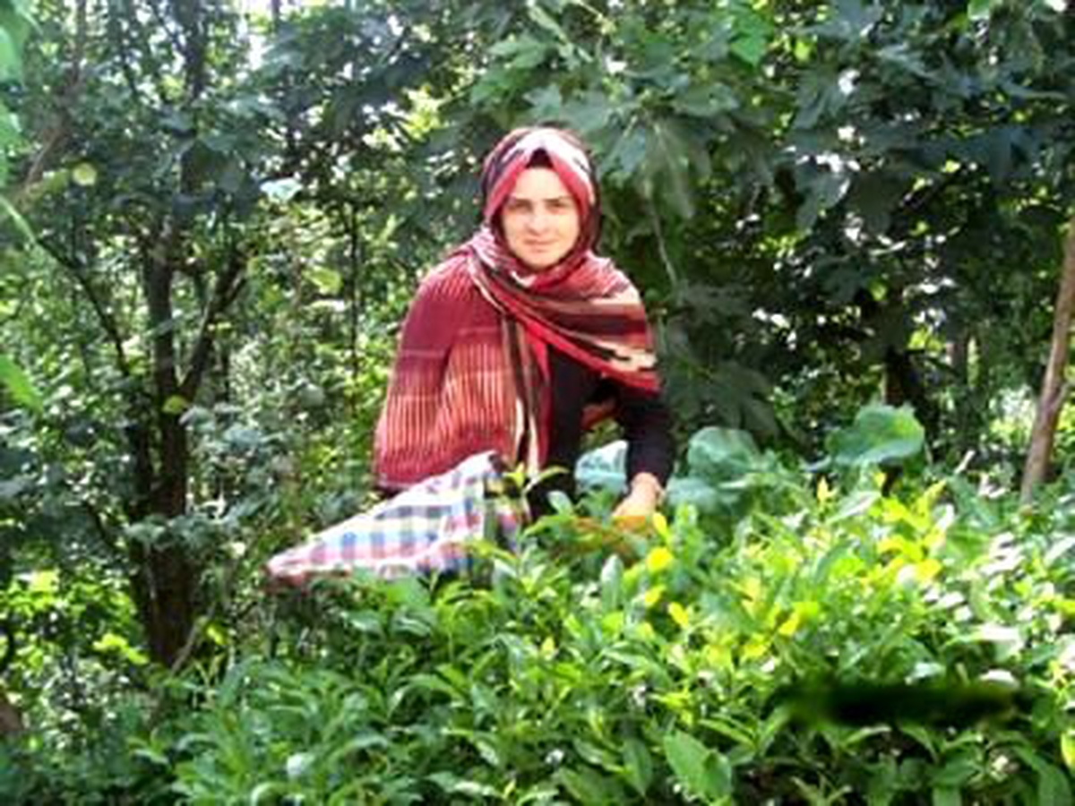Çay Üreticisine, 147 Milyon TL Destekleme Primi Ödenecek