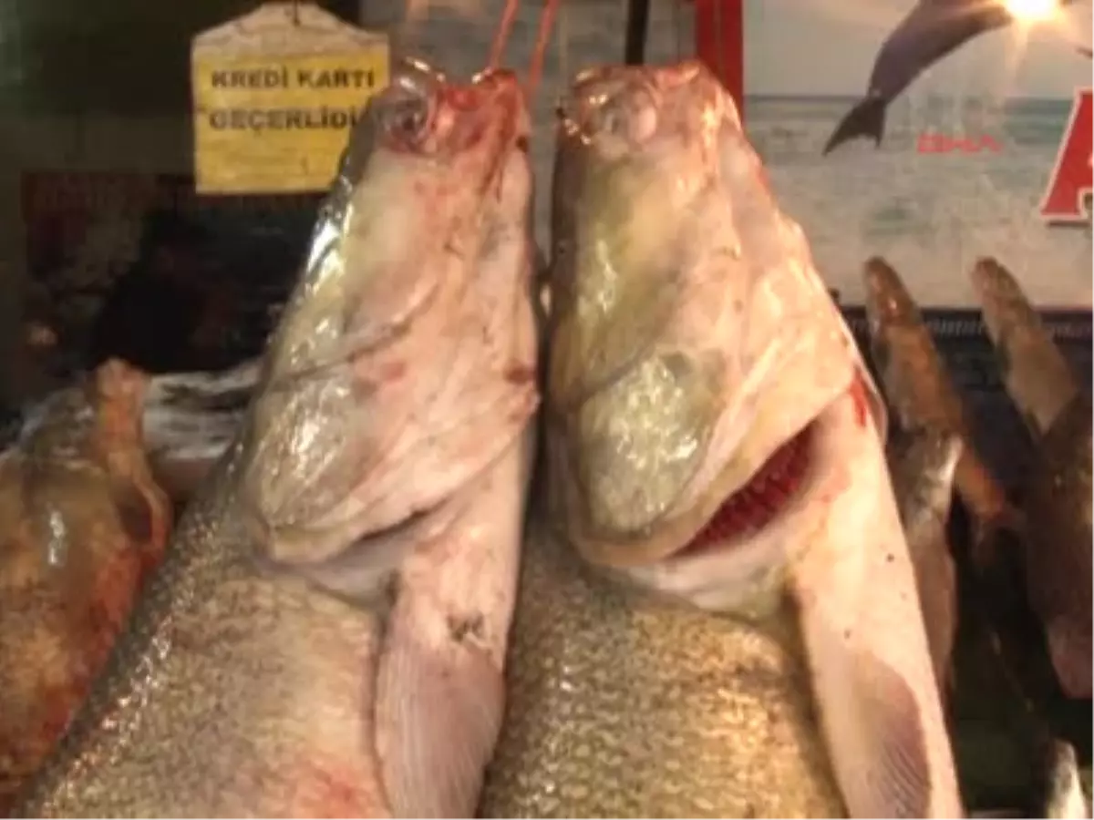 Dev Turnalar Balıkçıların Yüzünü Güldürdü