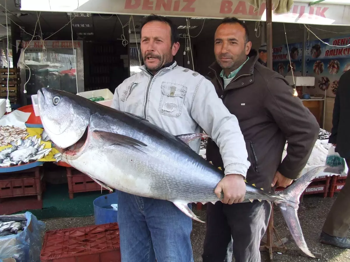 Niğde'ye Getirilen Orkinos Balığı İlgi Odağı Oldu