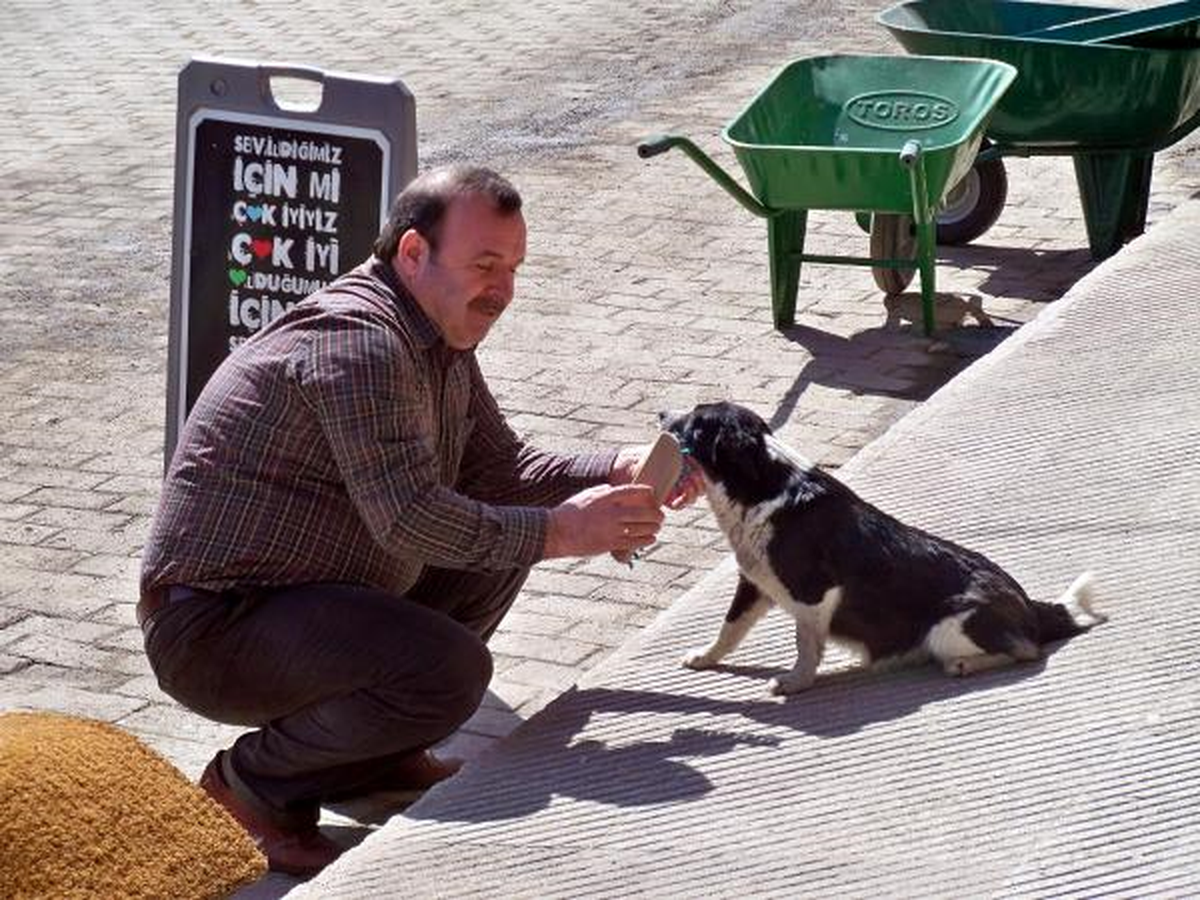 Sokak Köpeklerine Bahar Temizliği