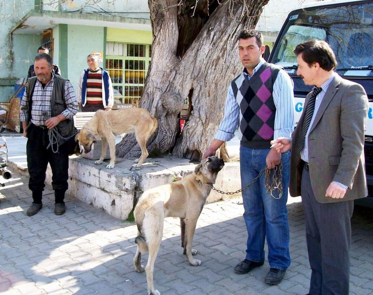 Burhaniye'de Köpeklere Kuduz Aşısı