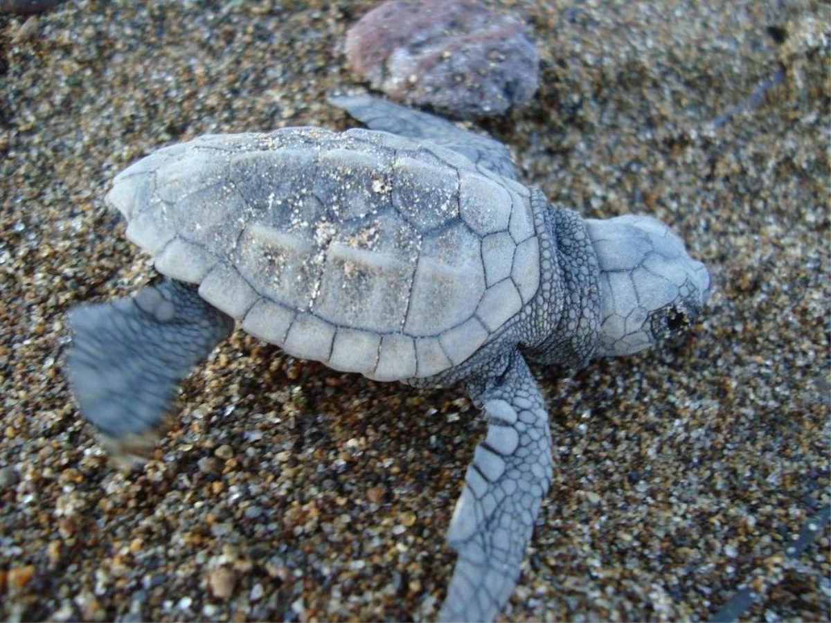 Dikili Caretta Carettaların Yumurtlama Alanı Olacak