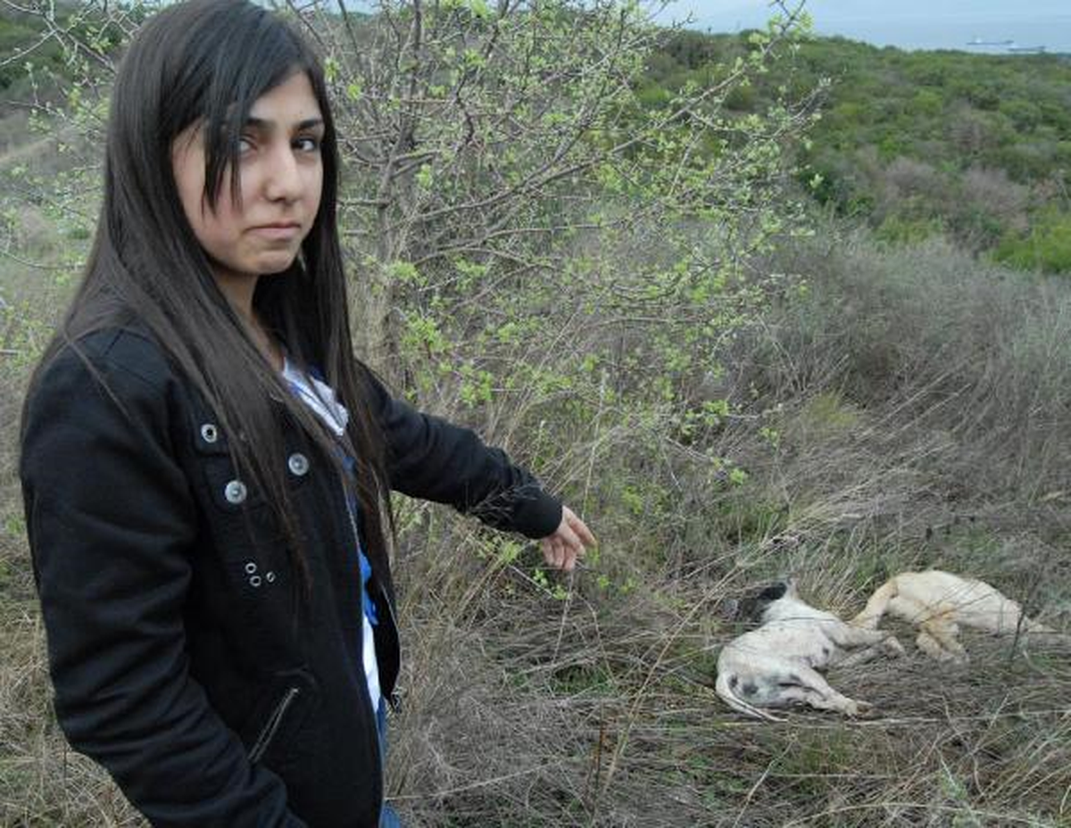 Gebze\'de Köpek Katliamı