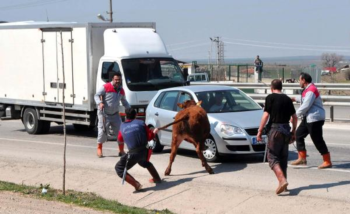 Mezbahadan Kaçan Angus Tüfekle Vuruldu