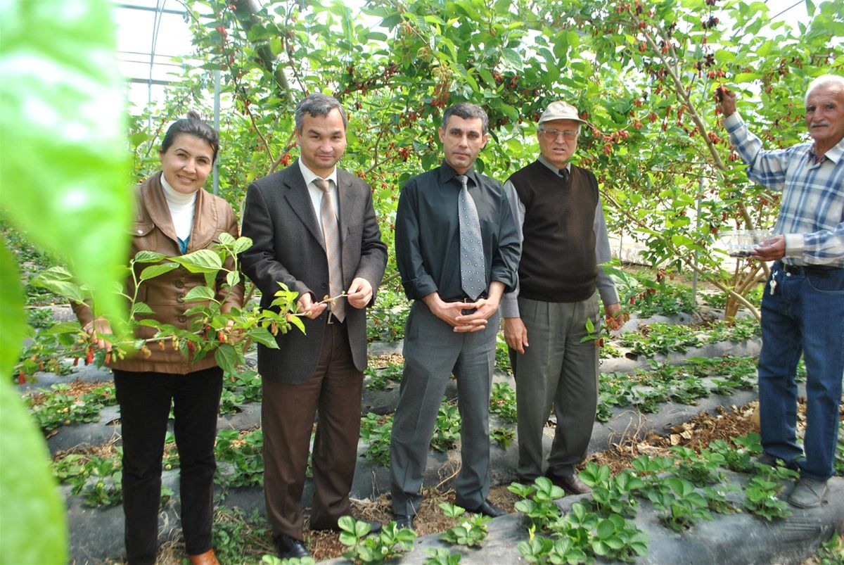Serada Yetiştirilen Dutun Kilosu 12 Lira