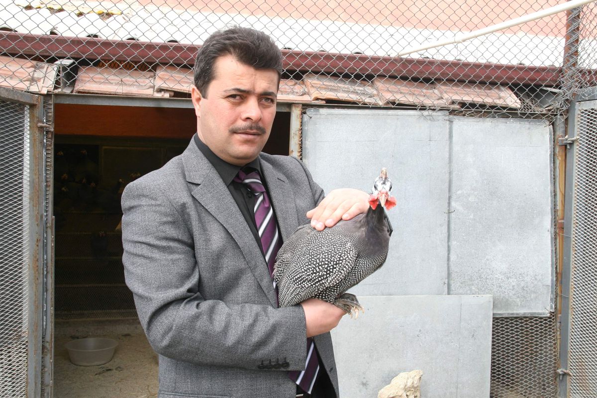 Yozgat'ta Kene ile Mücadele İçin Beç Tavuğu Üretiliyor