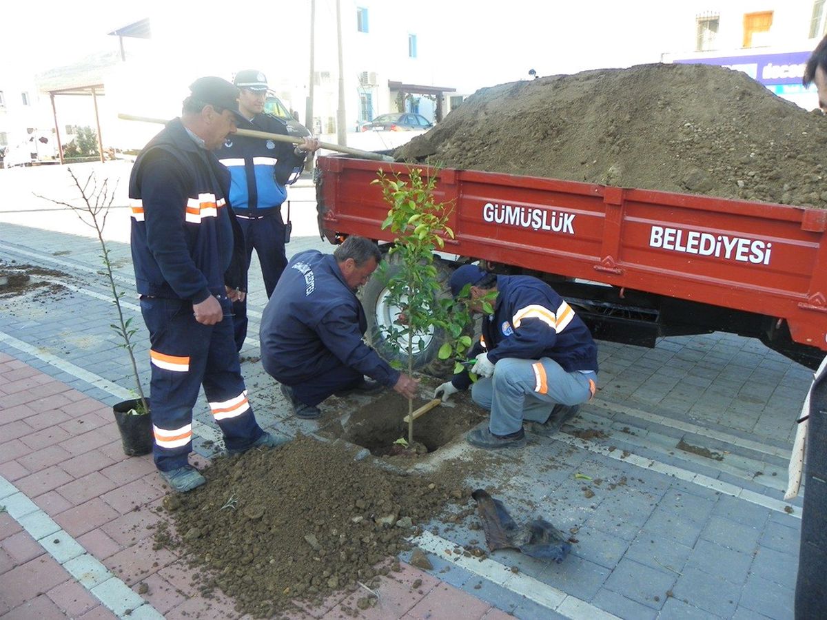 Gümüşlüge 3 Bin Turunç Fidanı Diklidi