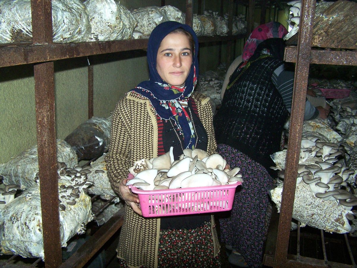 Kavak Ağacı Kovuğunda Mantar Yetiştiriyorlar