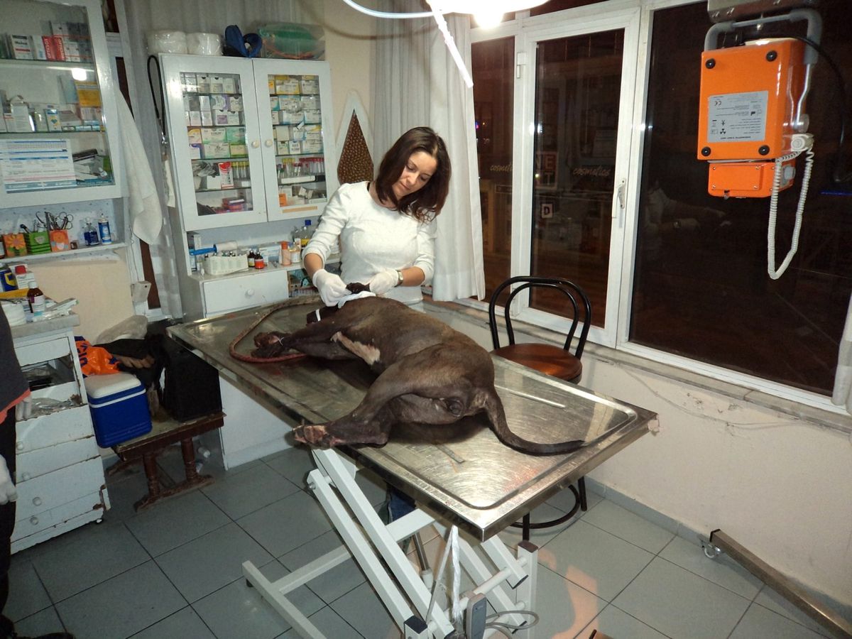 Kuşadası'nda Pitbull'un Kulağını Kestiler