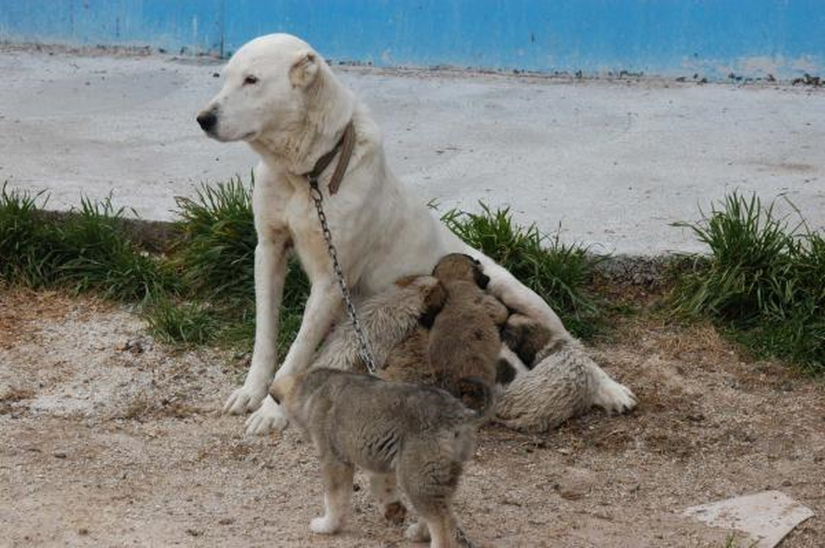 Yavru Köpekler Barınakta Korumaya Alındı