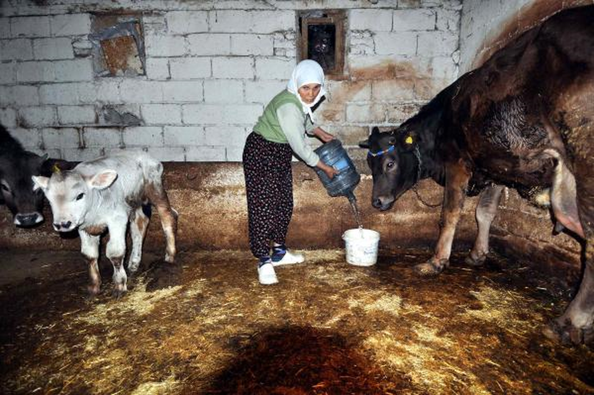 İneklere Damacana Suyu